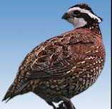 Quail